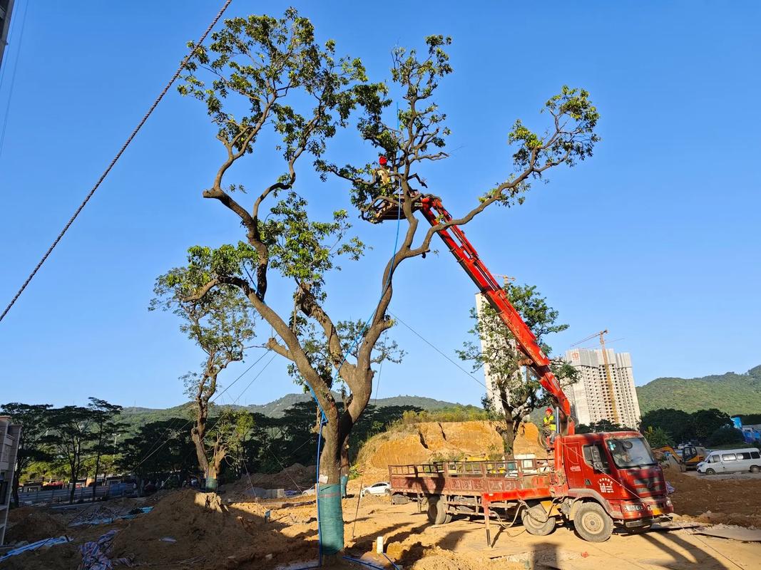 綠色希望破土而出 一個月園林綠化工程成果實拍